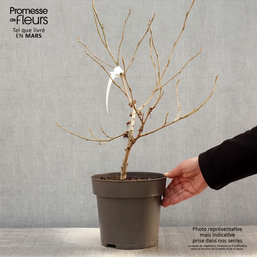 Hamamelis vernalis Washington Park - Witch Hazel 4L/5L pot sample as delivered in spring