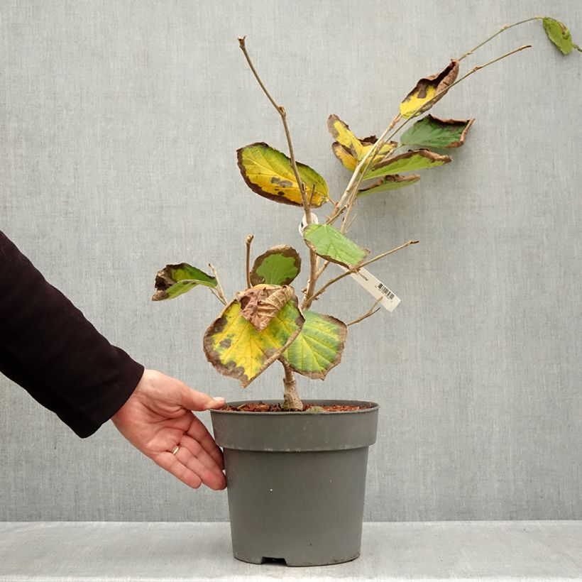 Hamamelis intermedia Aphrodite - Witch Hazel 3L/4L pot sample as delivered in autumn