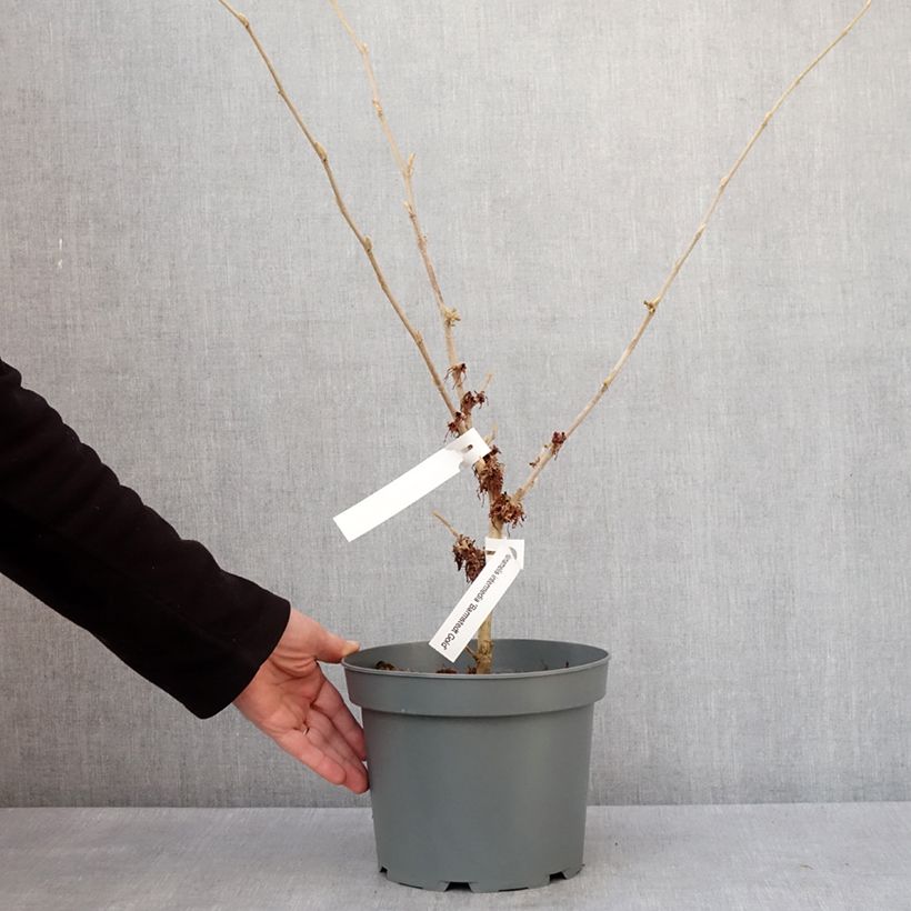 Hamamelis intermedia Barmstedt Gold 4L/5L pot sample as delivered in winter