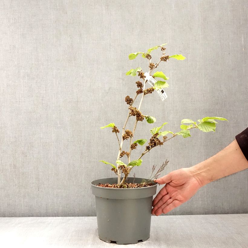 Hamamelis intermedia Barmstedt Gold 4L/5L pot sample as delivered in spring