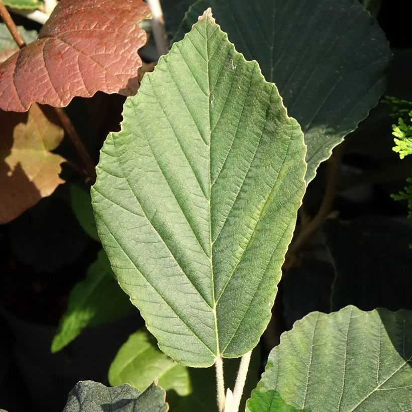 Hamamelis x intermedia Orange Beauty - Witch Hazel (Foliage)