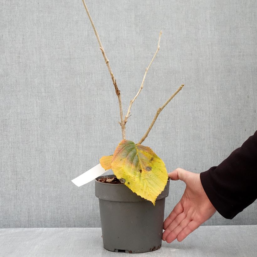 Hamamelis x intermedia Orange Beauty - Witch Hazel 3L/4L pot sample as delivered in autumn