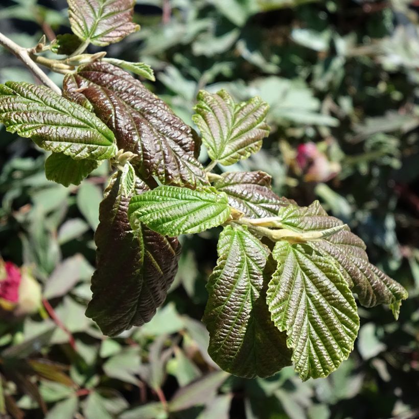 Hamamelis x intermedia Orange Peel - Witch Hazel (Foliage)
