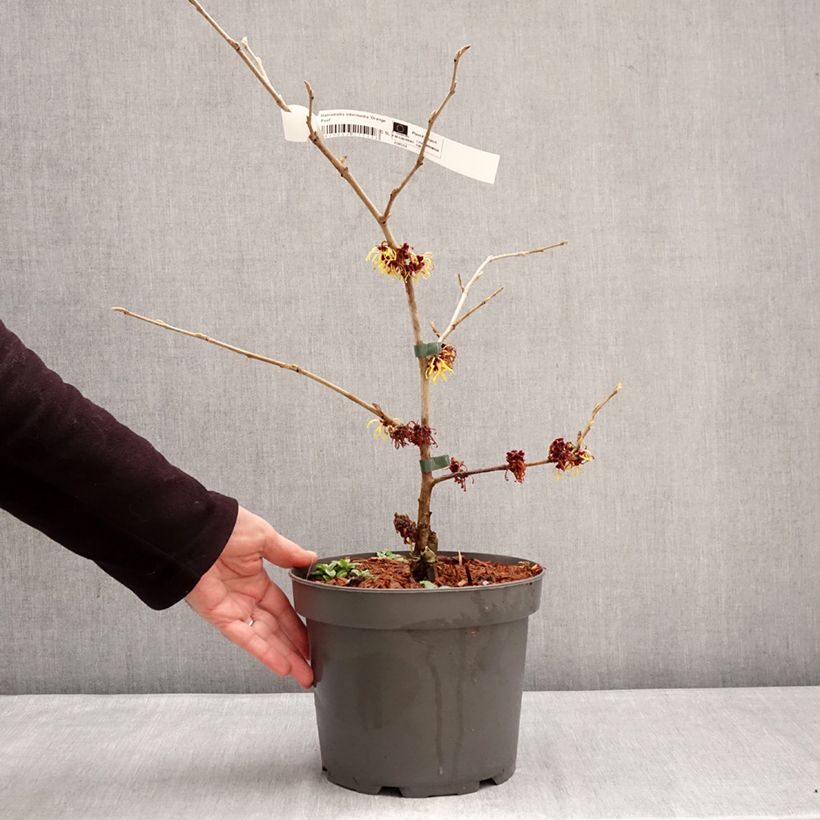 Hamamelis x intermedia Orange Peel - Witch Hazel 3L/4L pot sample as delivered in winter