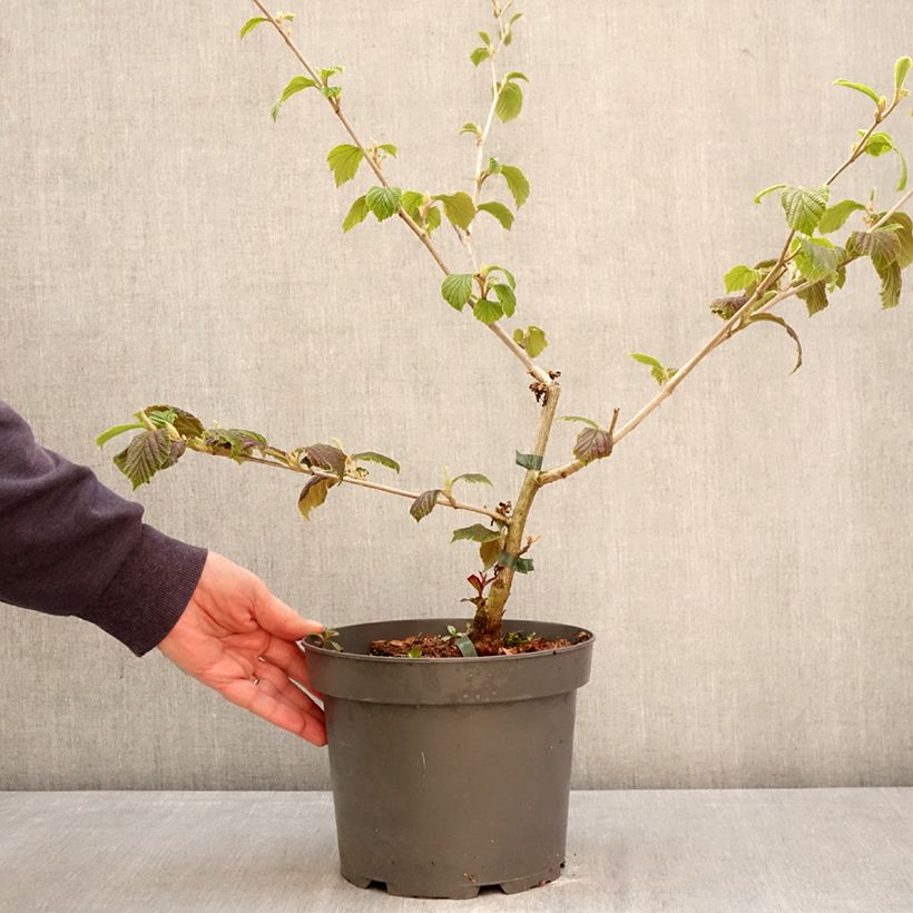 Hamamelis x intermedia Orange Peel - Witch Hazel 3L/4L pot sample as delivered in spring