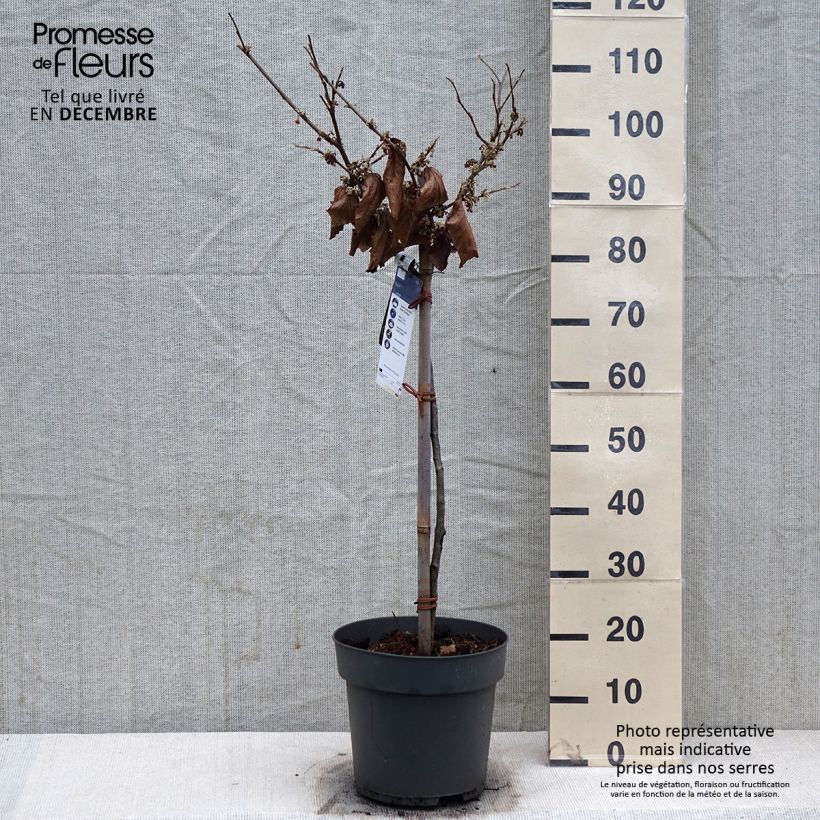 Hamamelis intermedia Rubin 7.5L/10L pot sample as delivered in winter