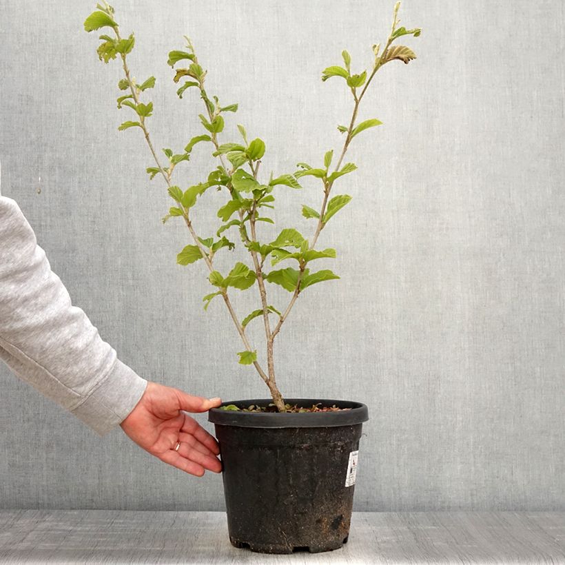 Hamamelis intermedia Yamina - Witch Hazel 4L/5L pot sample as delivered in spring