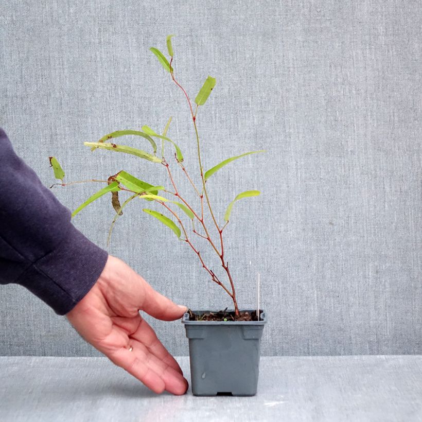 Hardenbergia violacea Meema - Dwarf Australian Wisteria 8/9 cm pot sample as delivered in autumn