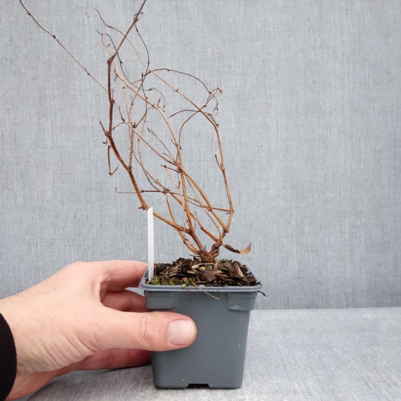 Hardenbergia violacea Meema - Dwarf Australian Wisteria 8/9 cm pot sample as delivered in winter