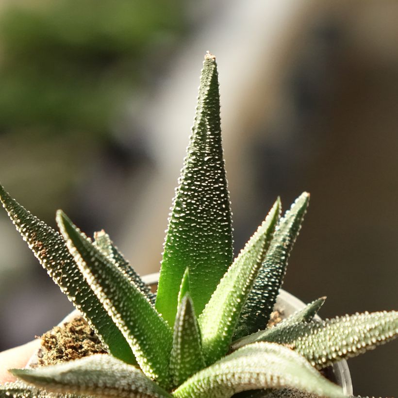 Haworthia fasciata 'Concolor' - Plante zèbre (Foliage)