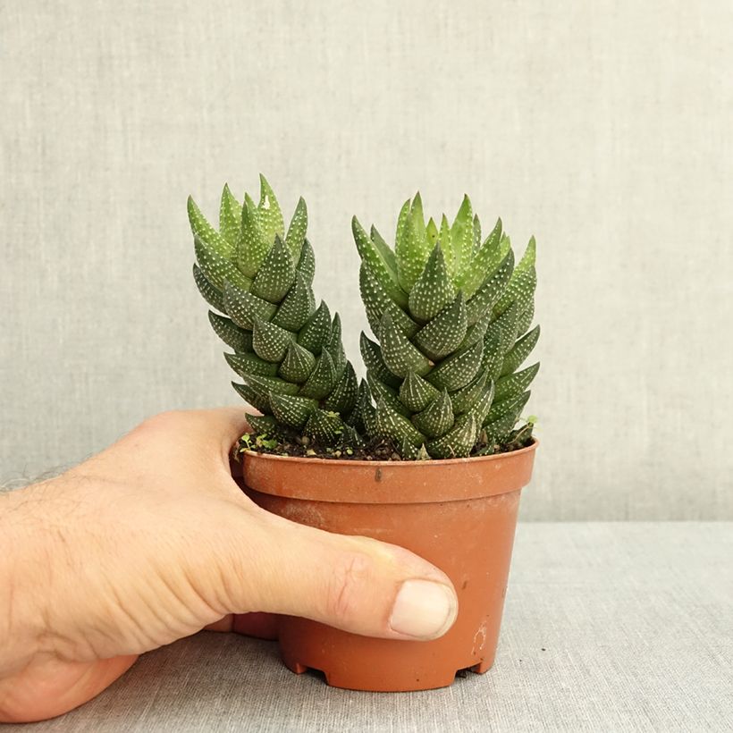 Haworthiopsis reinwardtii - Reinwardt Haworthia, zebra plant 10cm/11cm pot sample as delivered in summer