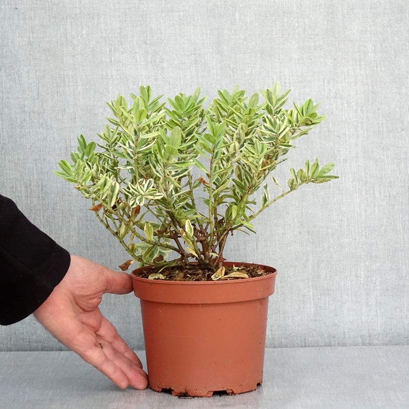 Hebe andersonii Variegata - Andersons hebe, shrubby veronica 2L/3L pot sample as delivered in winter