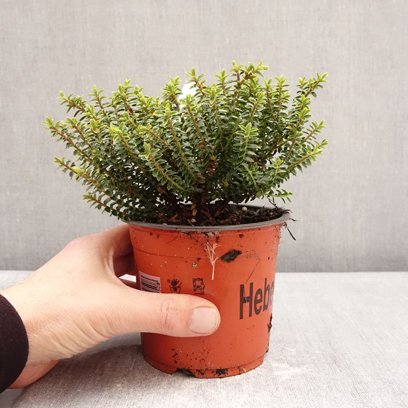Hebe buxifolia - Box-leaved Hebe 1.5L/2L pot sample as delivered in winter