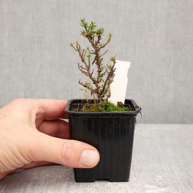 Hebe carnulosa 8/9 cm pot sample as delivered in winter