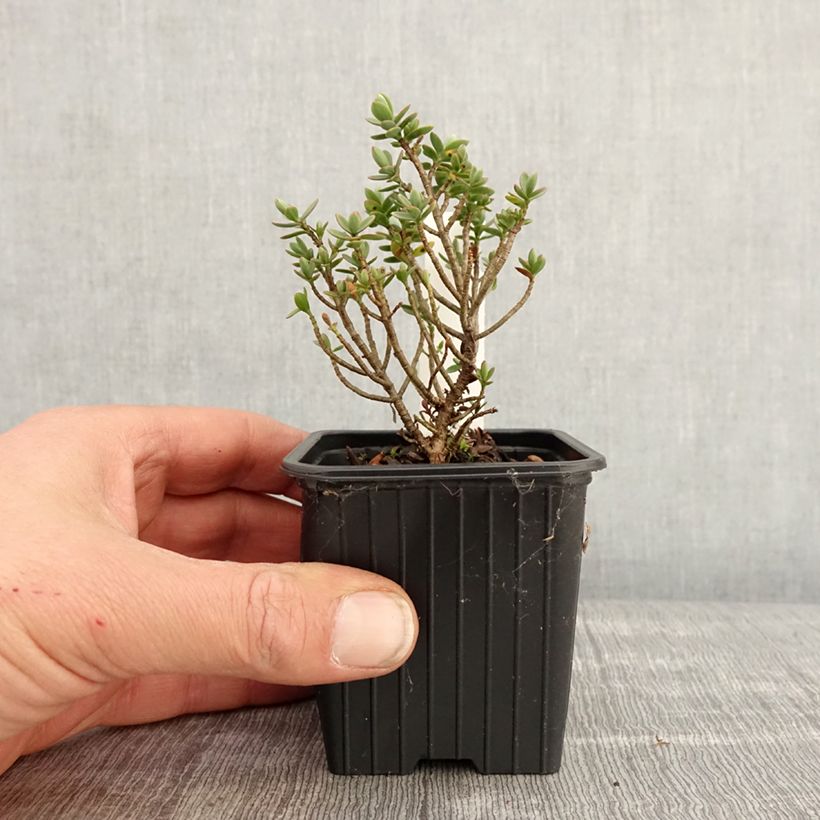 Hebe carnulosa 8/9 cm pot sample as delivered in spring