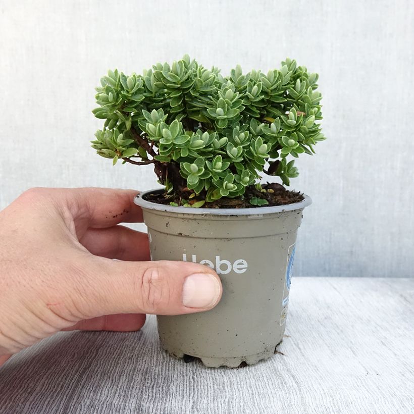 Hebe Cobb Valley 10cm/11cm pot sample as delivered in autumn