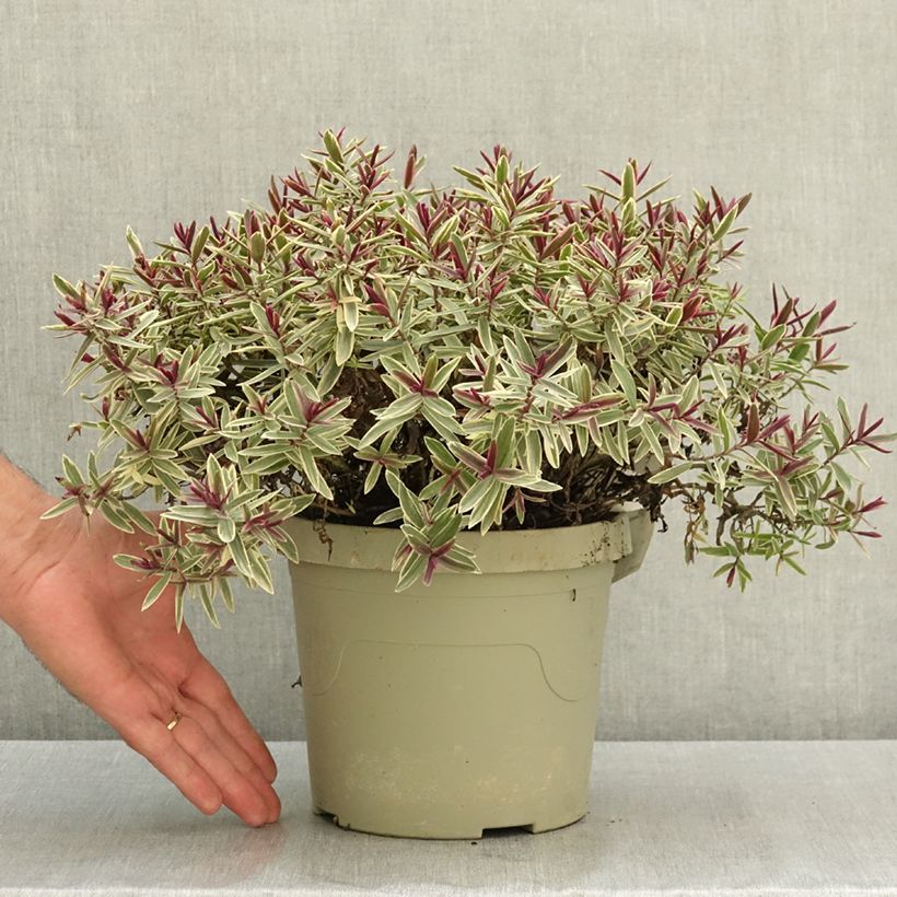 Hebe Colour Dream - Shrubby veronica 3L/4L pot sample as delivered in summer