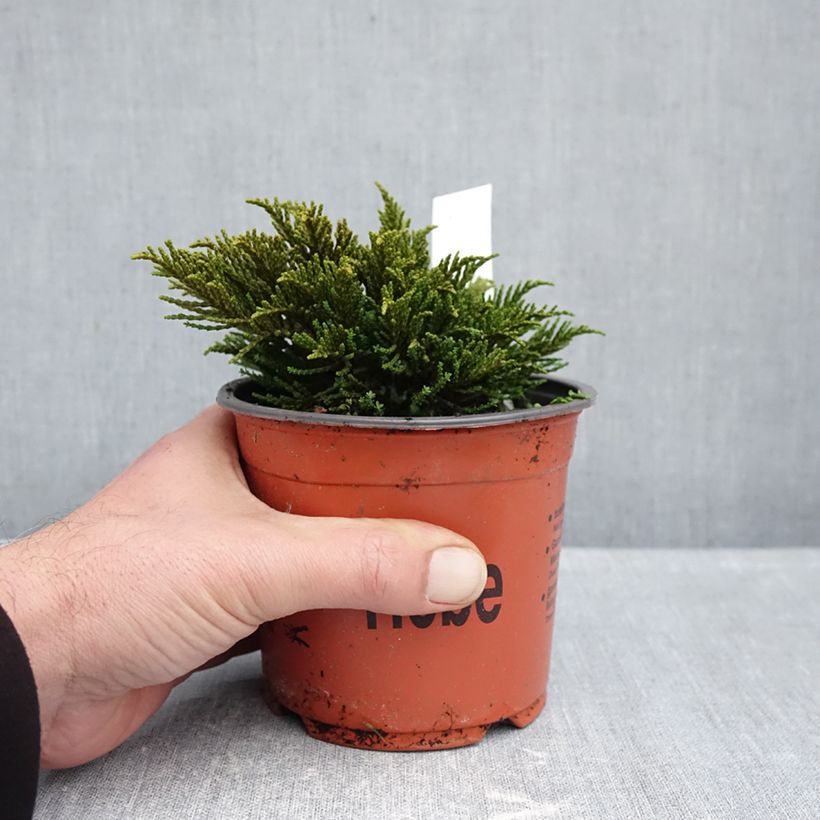 Hebe ochracea 1.5L/2L pot sample as delivered in autumn