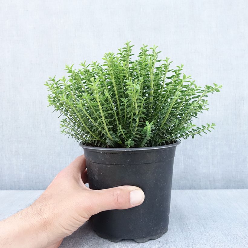Hebe ochracea 1.5L/2L pot sample as delivered in spring