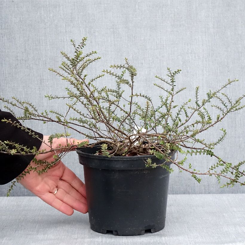 Hebe pimeleoides Quicksilver 3L/4L pot sample as delivered in winter