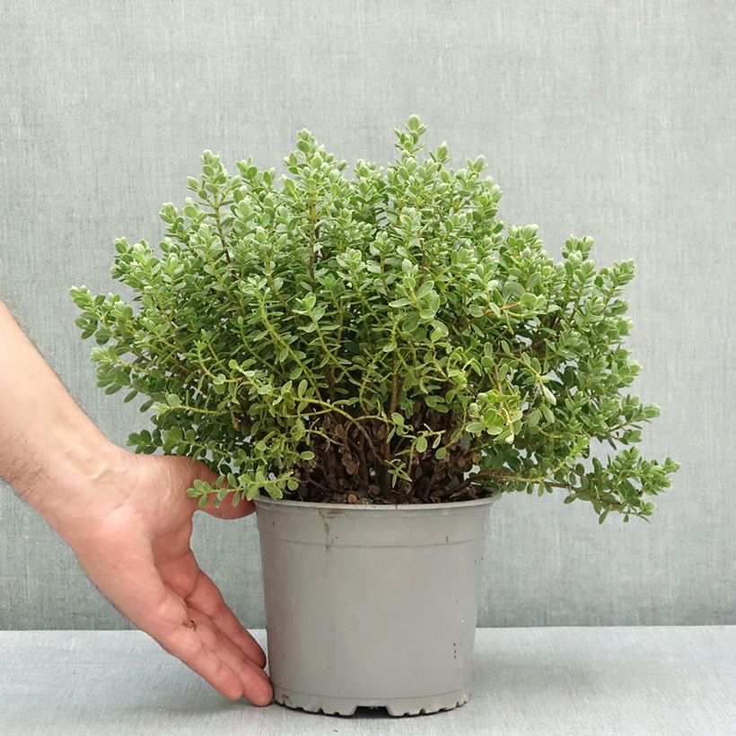 Hebe topiaria - Topiarist's hebe 1.5L/2L pot sample as delivered in spring