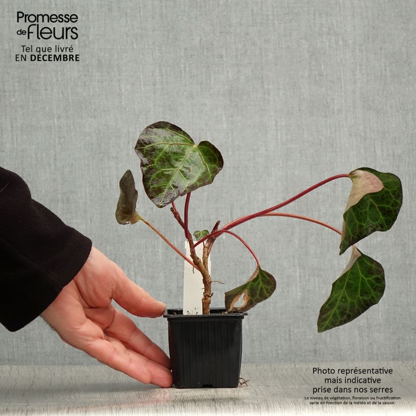 Hedera algeriensis 8/9 cm pot sample as delivered in winter