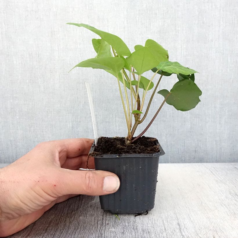 Hedera algeriensis 8/9 cm pot sample as delivered in spring