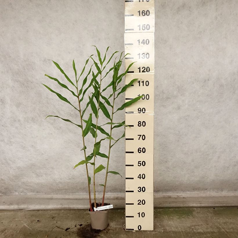 Hedychium Devon Cream 3L/4L pot sample as delivered in autumn