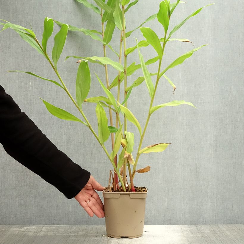 Hedychium coronarium Elizabeth 3L/4L pot sample as delivered in autumn