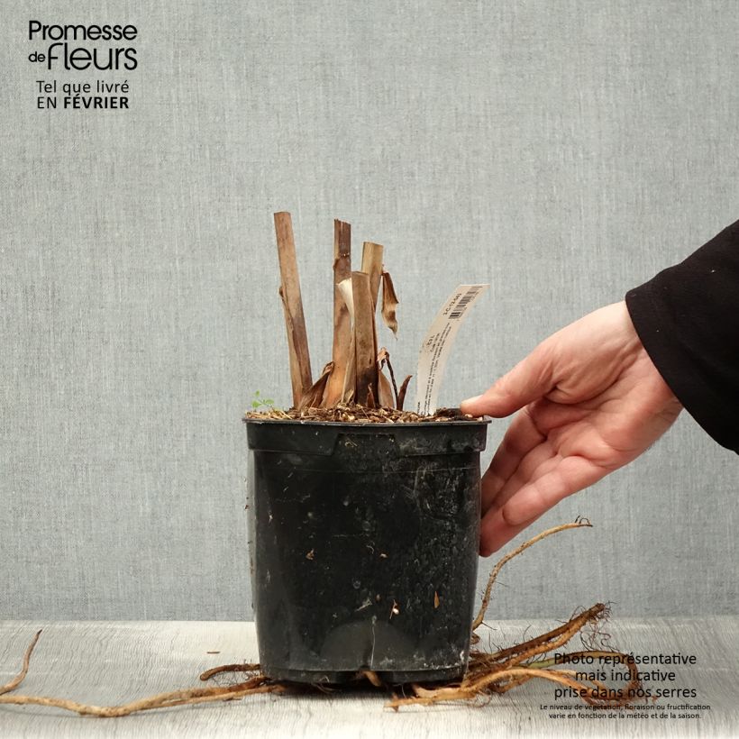 Hedychium coronarium Elizabeth 3L/4L pot sample as delivered in winter