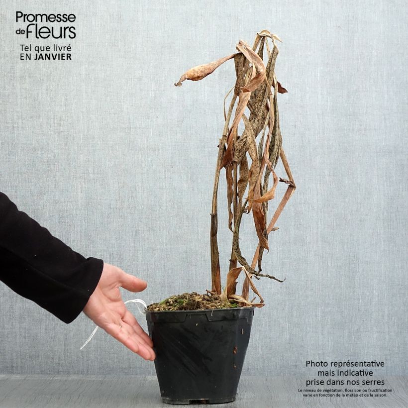 Hedychium forrestii 3L/4L pot sample as delivered in winter