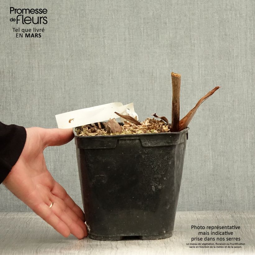 Hedychium forrestii 3L/4L pot sample as delivered in spring