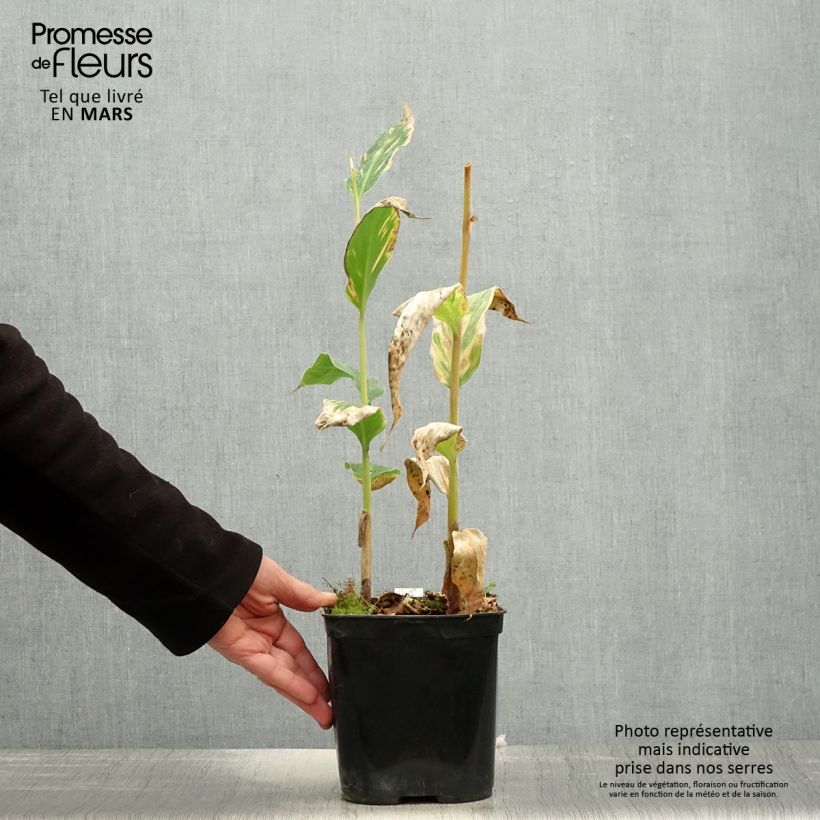 Hedychium gardnerianum - Kahili Ginger 2L/3L pot sample as delivered in spring