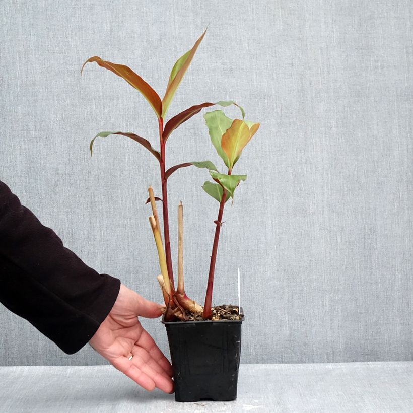 Hedychium greenii - Coral Ginger 1L/1.5L pot sample as delivered in autumn
