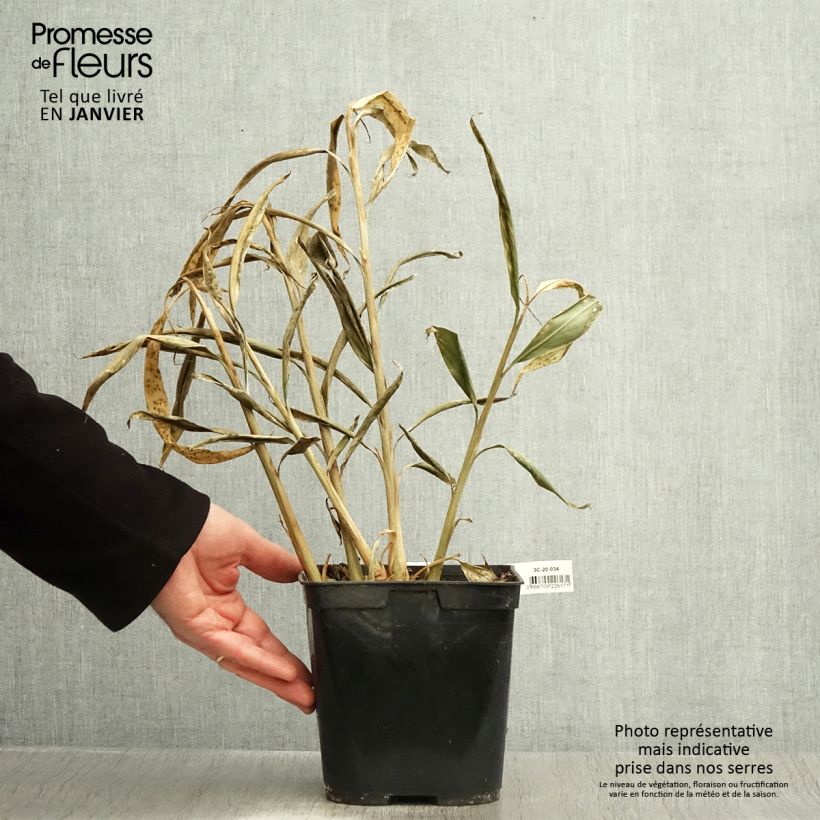 Hedychium villosum var. tenuiflorum 3L/4L pot sample as delivered in winter