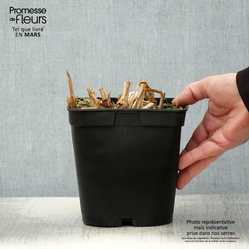 Hedychium villosum var. tenuiflorum 3L/4L pot sample as delivered in spring