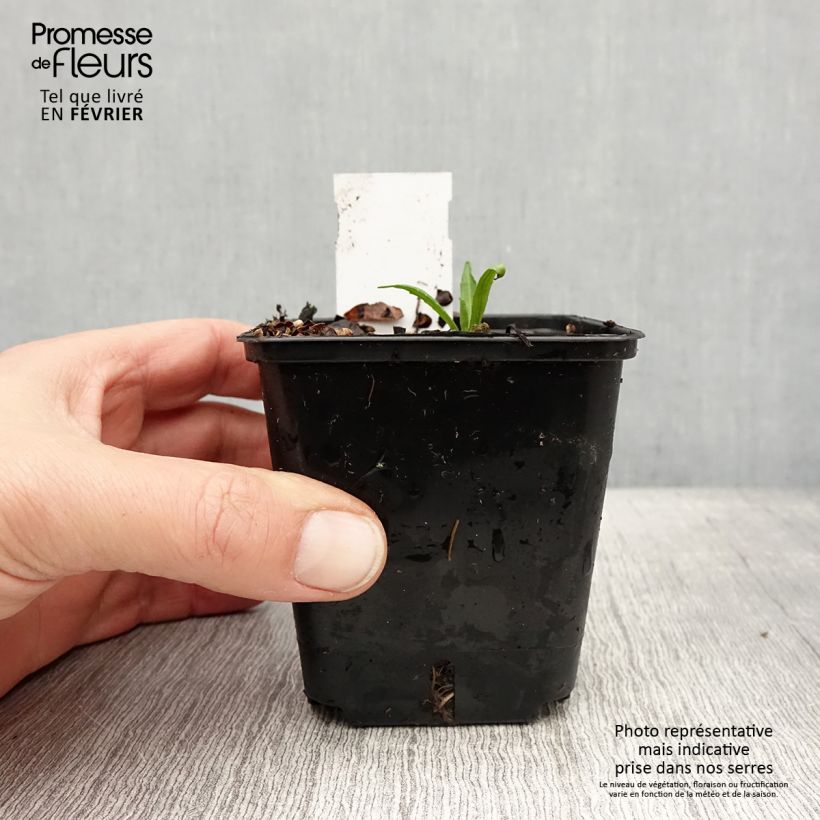 Helenium Helena Rote Tone 8/9 cm pot sample as delivered in winter