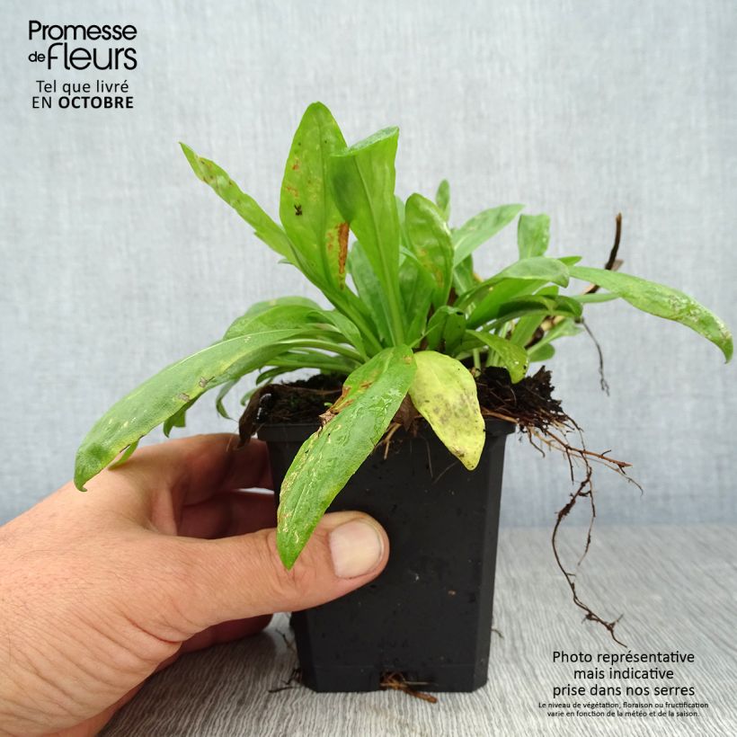Helenium Pumilum Magnificum 8/9 cm pot sample as delivered in autumn