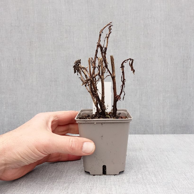 Helenium Okra Sundae 8/9 cm pot sample as delivered in winter