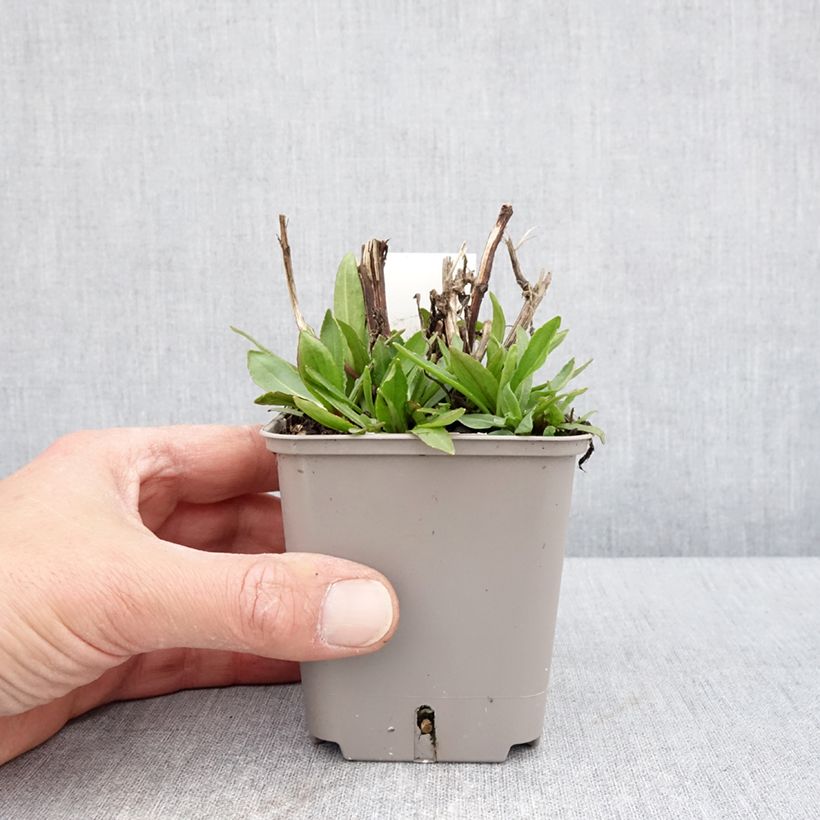 Helenium Okra Sundae 8/9 cm pot sample as delivered in spring