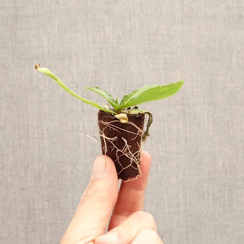 Helenium Okra Sundae Plug plant 3/4cm sample as delivered in spring