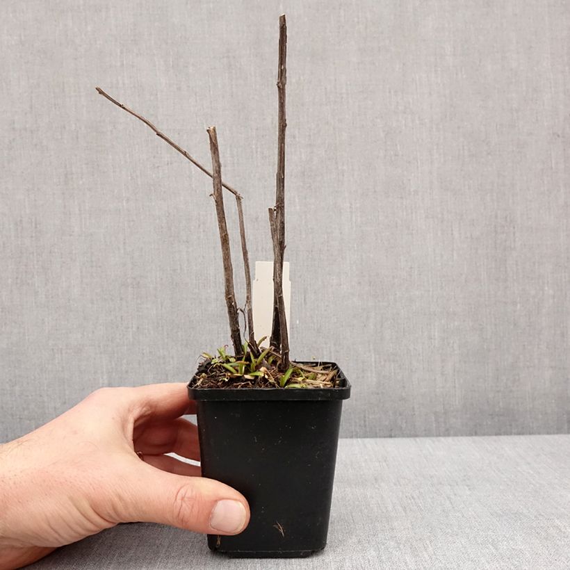 Helenium Red Jewel 8/9 cm pot sample as delivered in winter