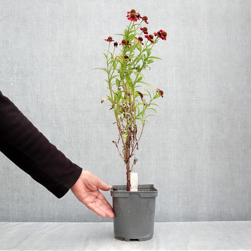 Helenium Ruby Tuesday 2L/3L pot sample as delivered in autumn
