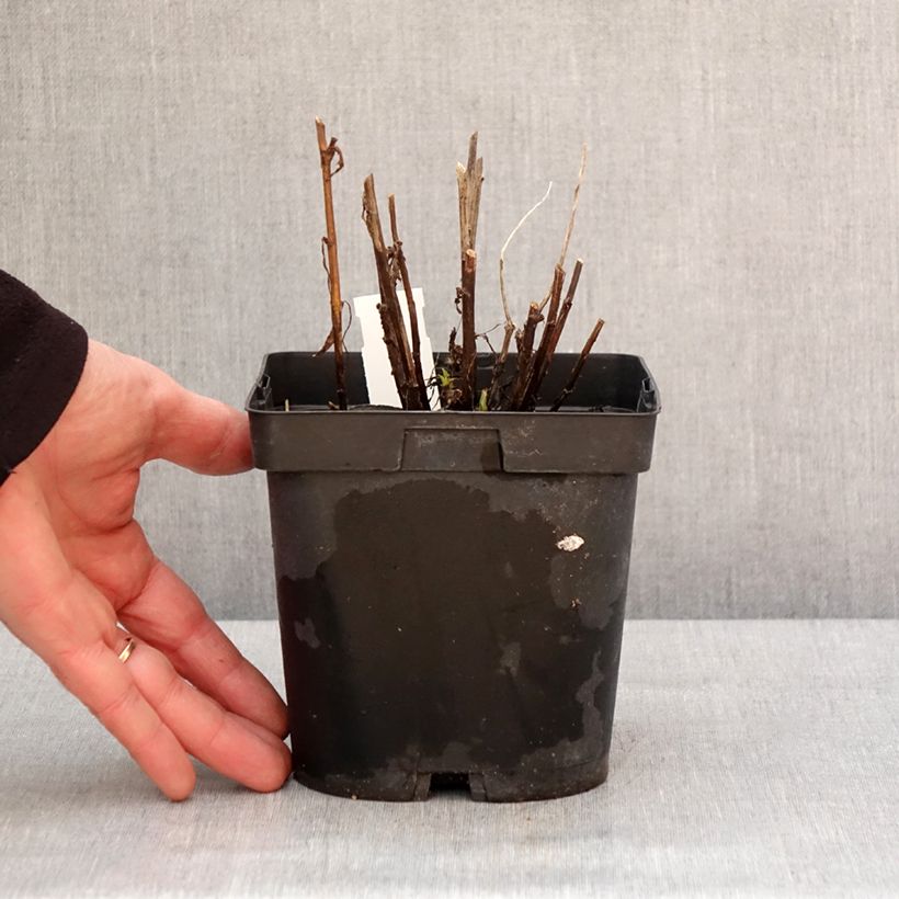 Helenium Ruby Tuesday 2L/3L pot sample as delivered in winter