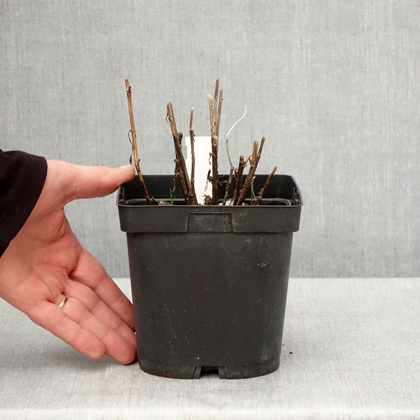 Helenium Ruby Tuesday 2L/3L pot sample as delivered in spring