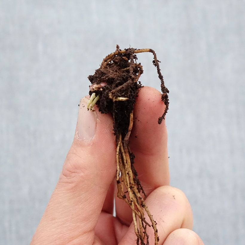 Helenium Ruby Tuesday Bare root sample as delivered in winter