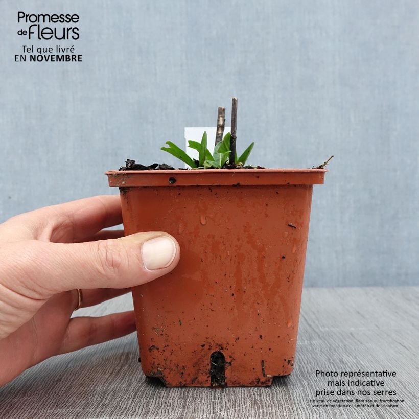 Helenium Sahins Early Flowerer 1.5L/2L pot sample as delivered in autumn