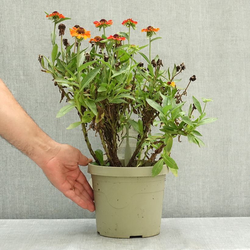 Helenium autumnale Short and Sassy 3L/4L pot sample as delivered in summer