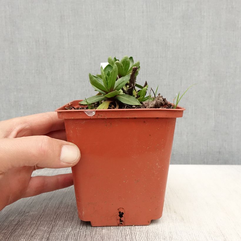 Helenium autumnale Short and Sassy 1L/1.5L pot sample as delivered in spring