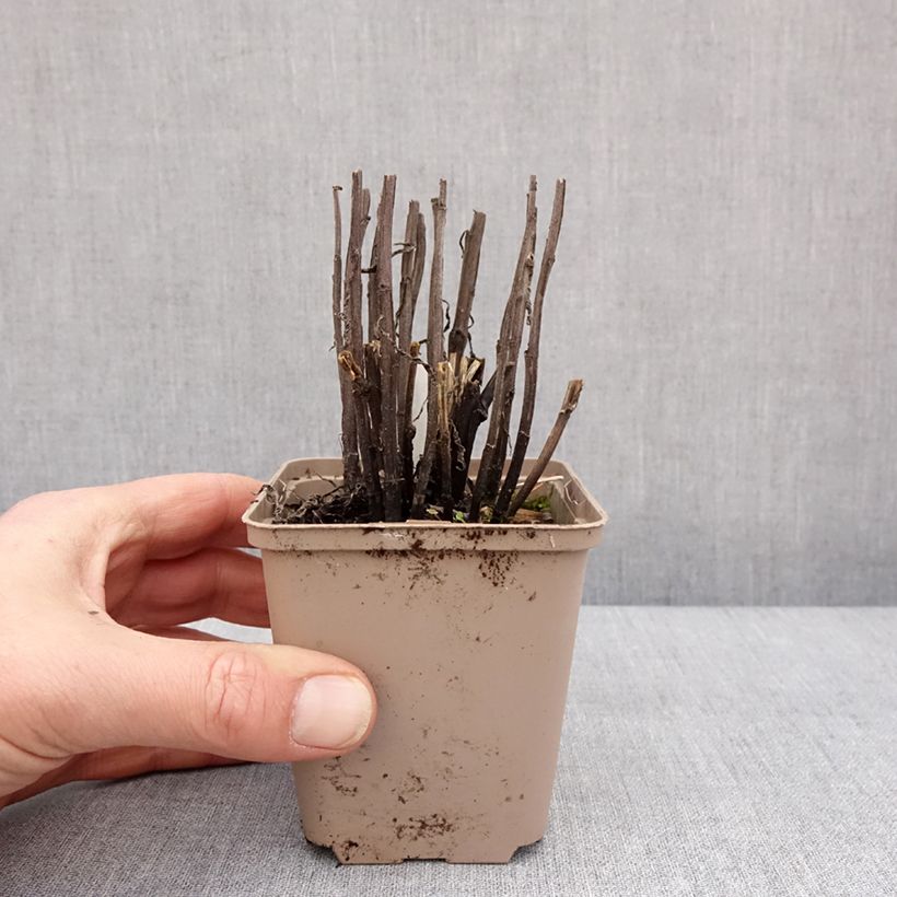 Helenium Strawberry Sundae 8/9 cm pot sample as delivered in winter